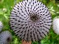 Immagine_248fiore_4.JPG