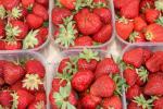 Copertina_Sagra_della_fragola_2006.jpg